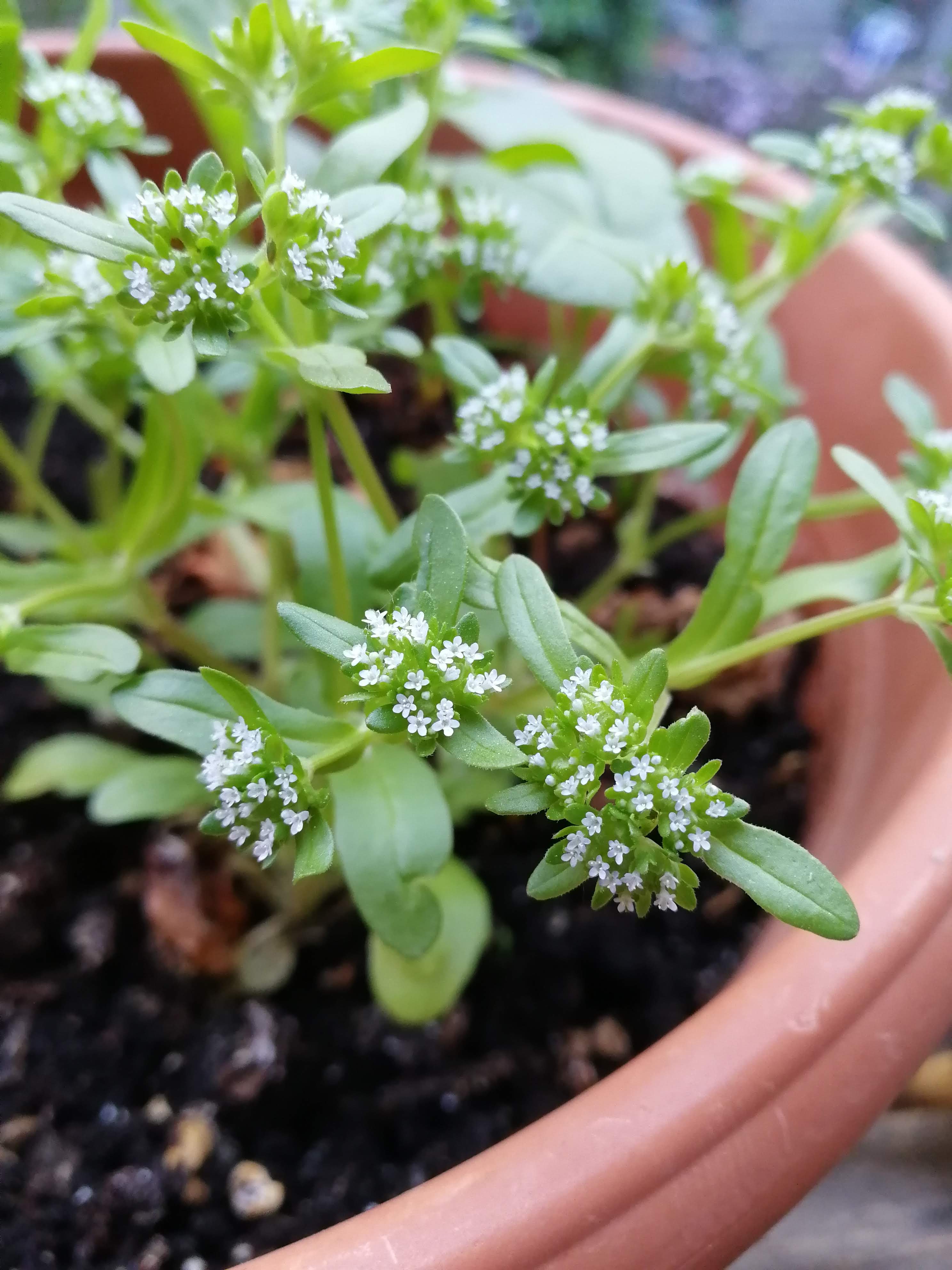 Annexe MâcheValerianellaolioria.jpg