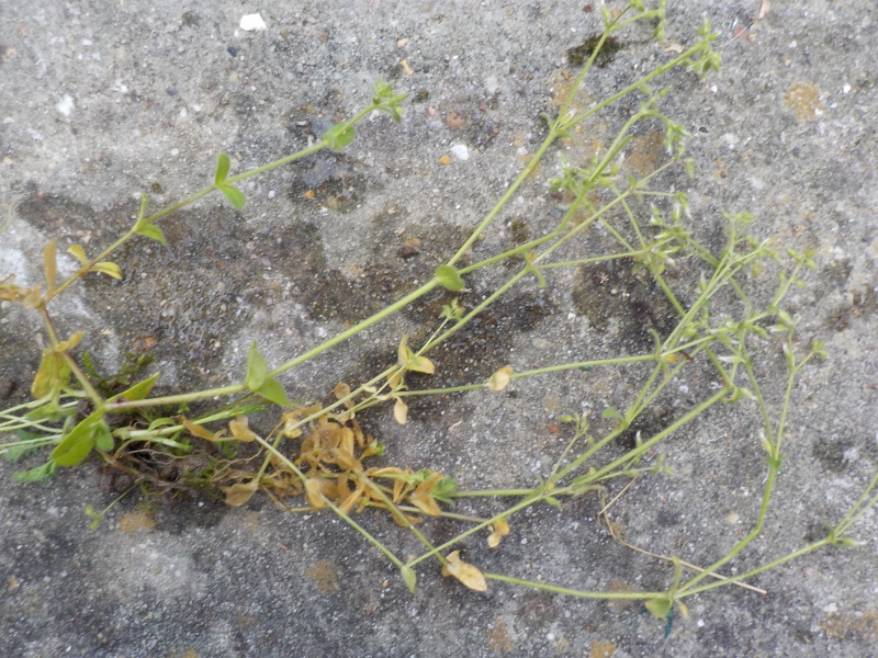 Annexe DSCN1040 (800x600).jpg