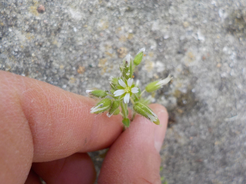 Annexe DSCN1042 (800x600).jpg