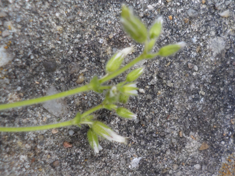 Annexe DSCN1050 (800x600).jpg