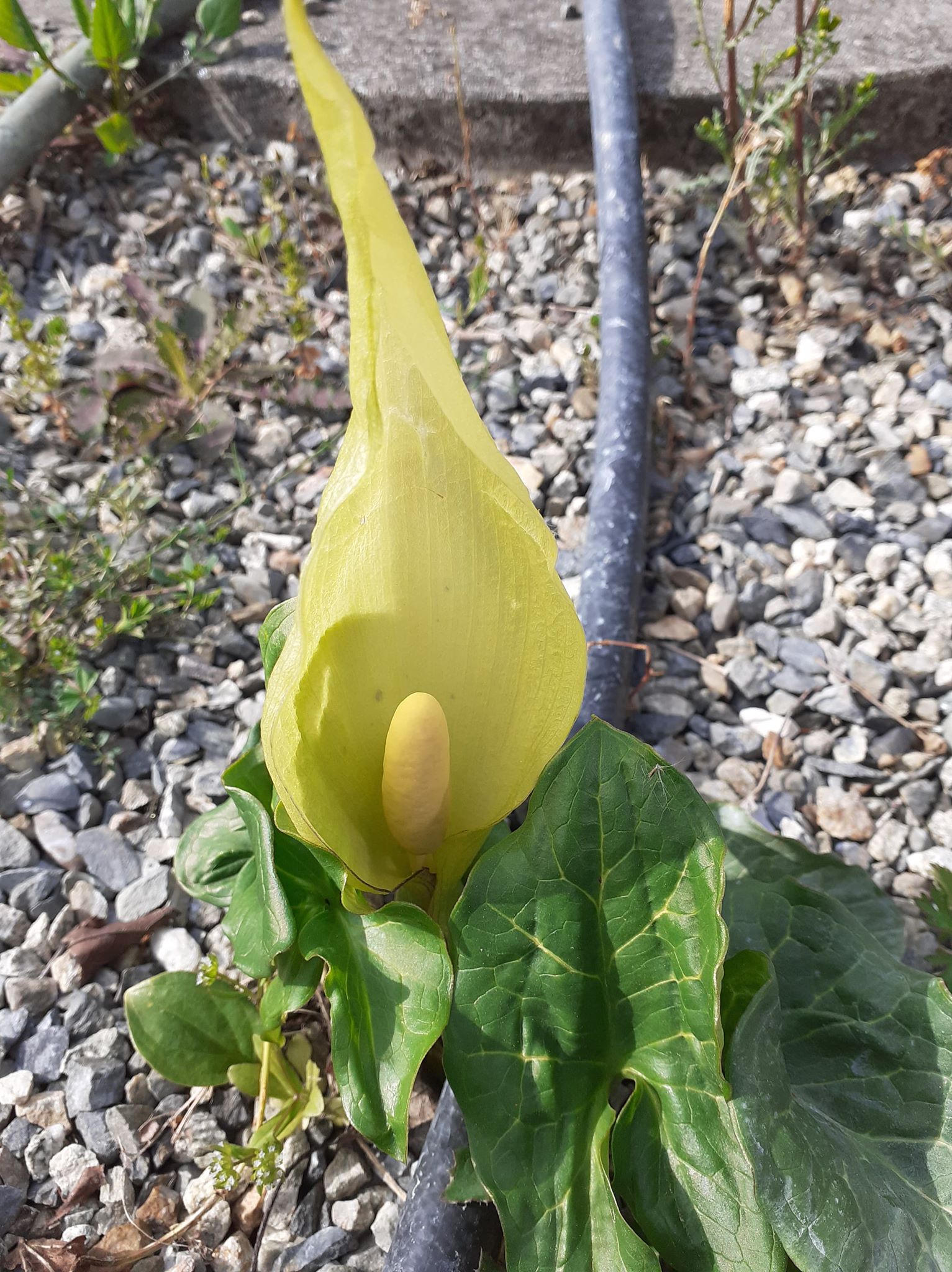 Annexe 92927078_644591906105155_5835361349684690944_n.jpg