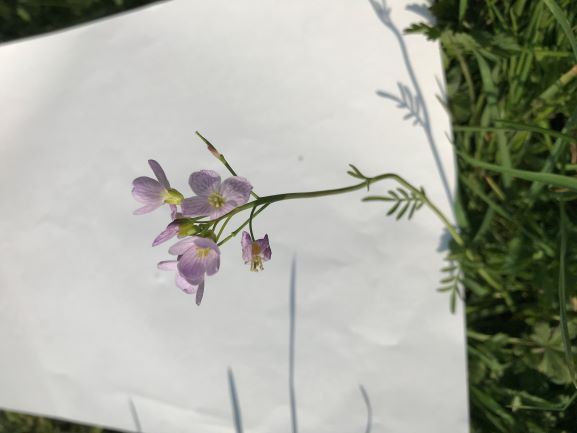 Annexe cardamine pratensis 2.JPG