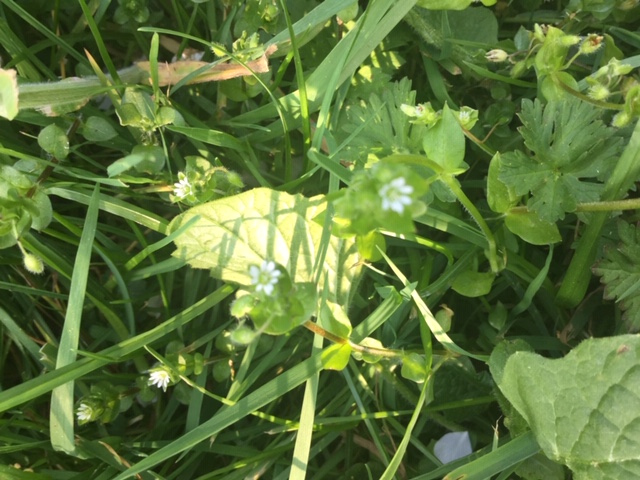 Annexe caryophyllaceae.JPG