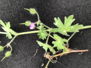 Annexe 2601A45A-5E90-442C-96A7-2B5A1744D2A3.jpeg