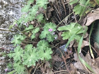 Annexe 6F4CD001-4506-4134-952E-AFD1FDE9B8E0.jpeg