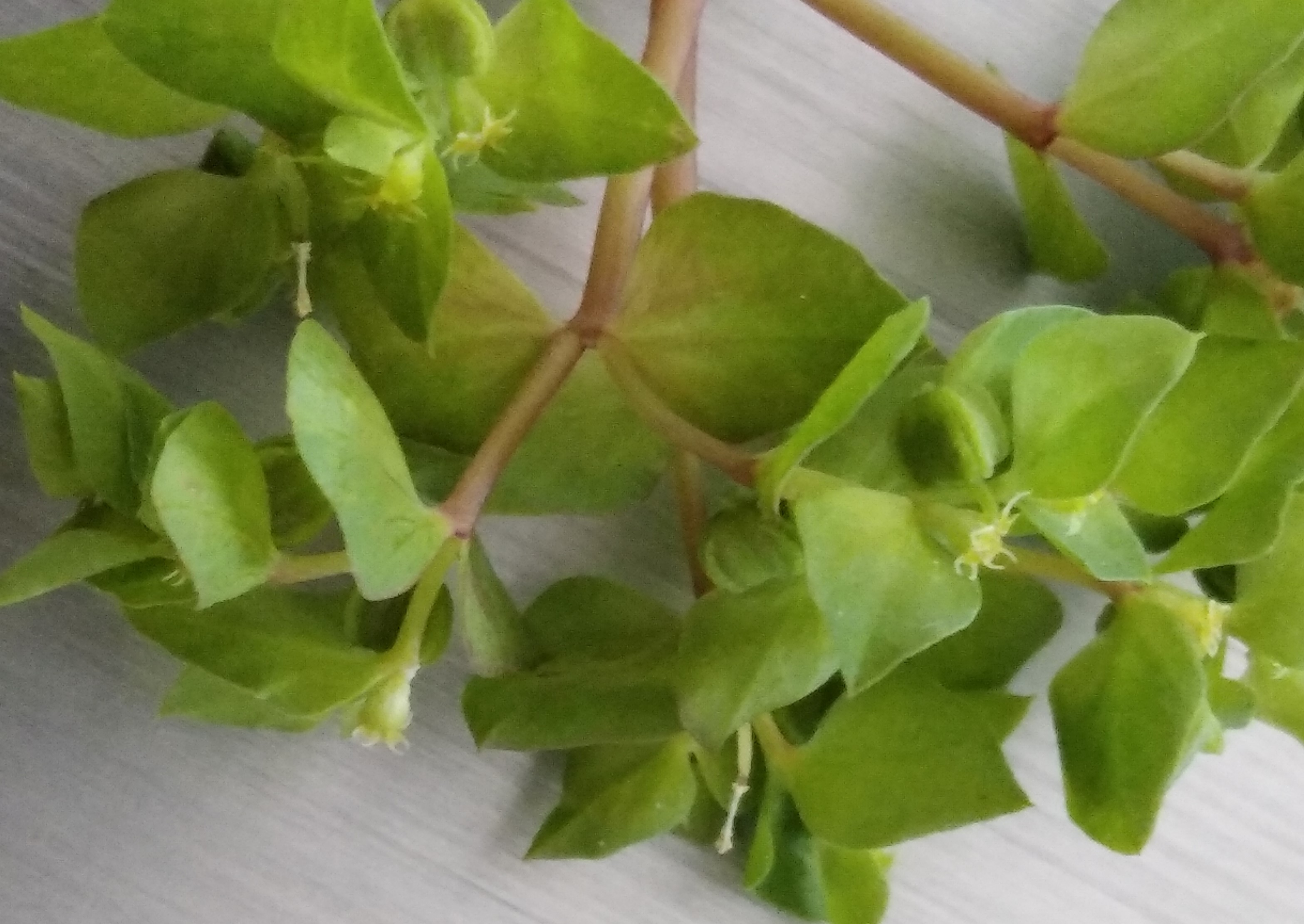 Annexe Euphorbia helicoscopia 1.jpg