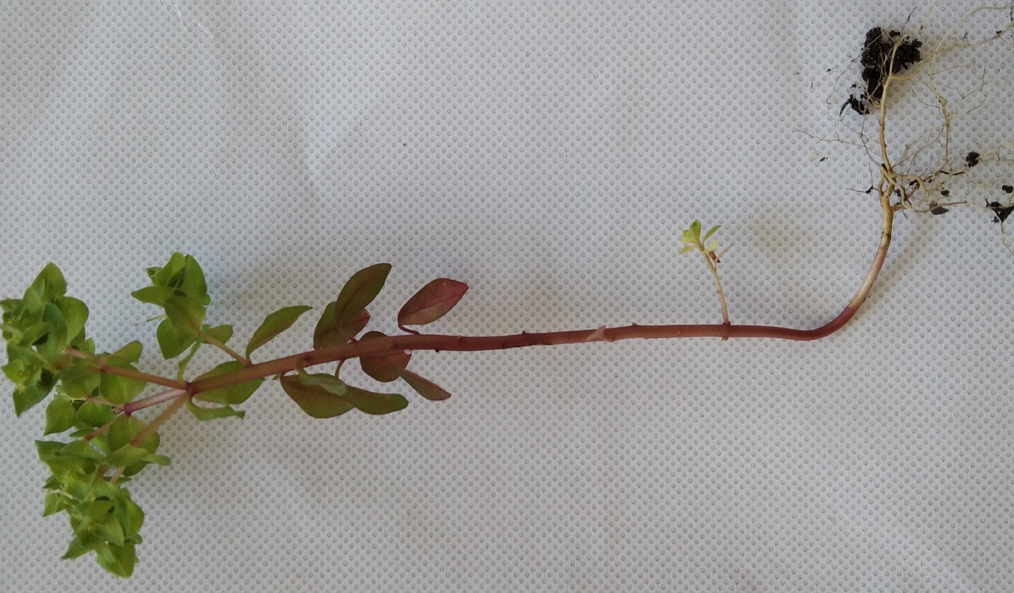 Annexe Euphorbia helicoscopia 2-min.jpg