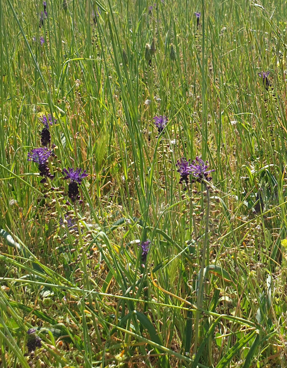 Annexe Muscari à toupet (en champ).jpg