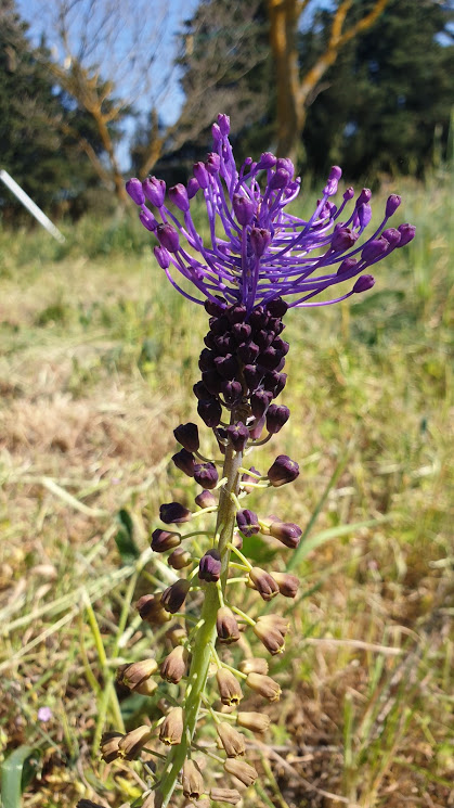 Annexe Muscari à toupet (fleur).jpg