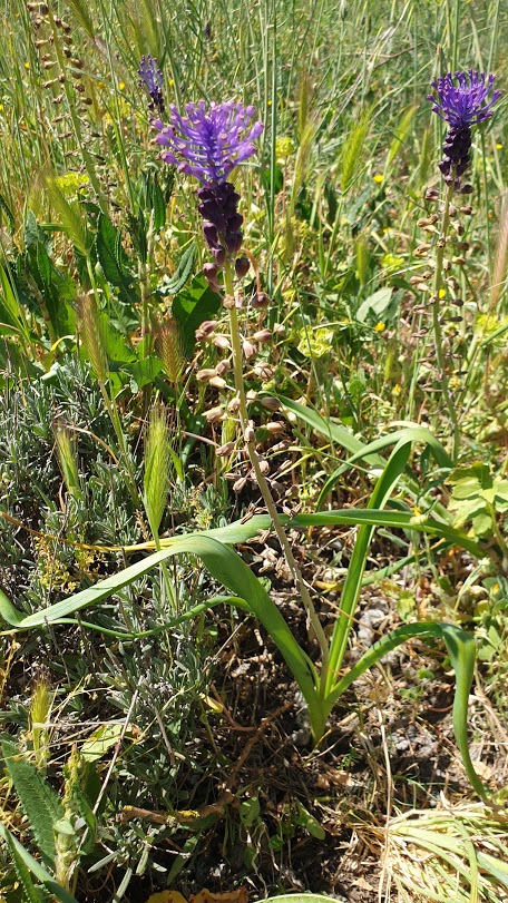 Annexe Muscari à toupet (plan large).jpg