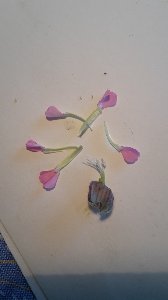 Annexe 20200414_165728.jpg