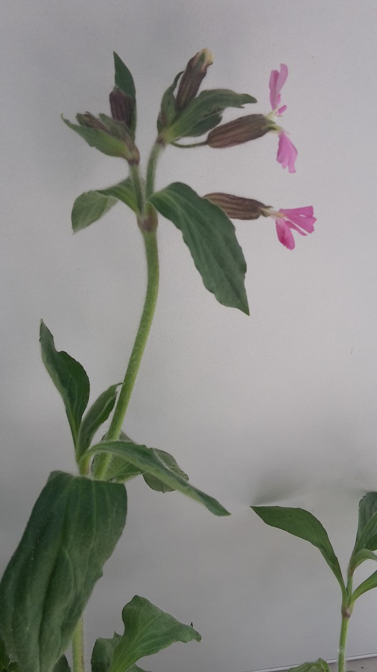 Annexe 20200414_171211.jpg