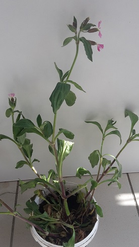 Annexe 20200414_171218.jpg