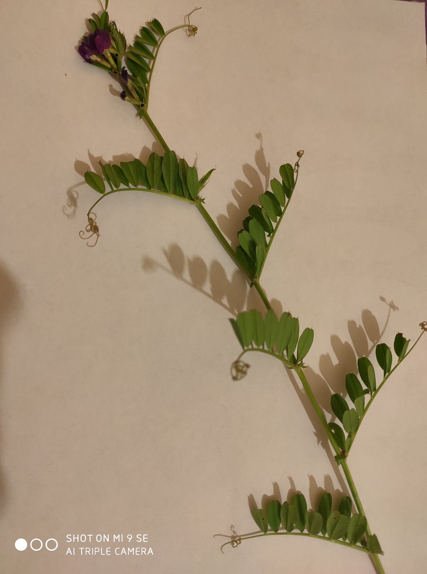 Annexe 92990239_773373363071354_7021726922811899904_n.jpg