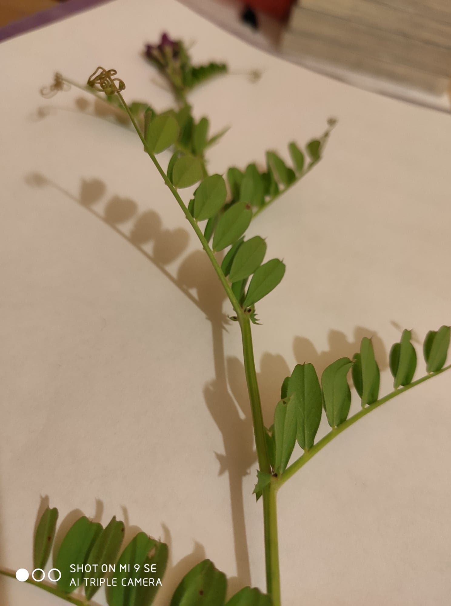 Annexe 93028225_945112742599147_1383832411162279936_n.jpg