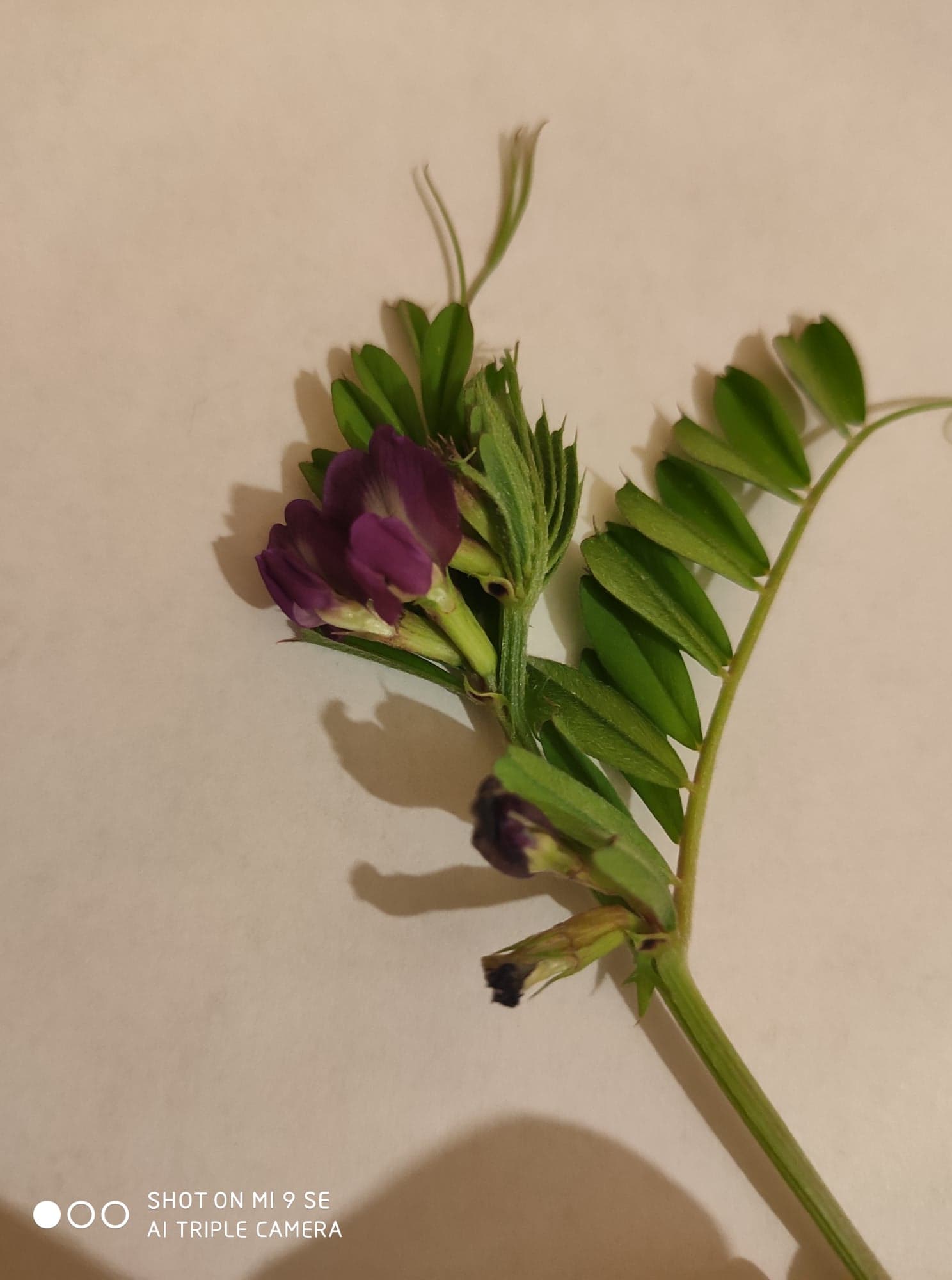 Annexe 93198757_221161838953062_285829549562789888_n.jpg