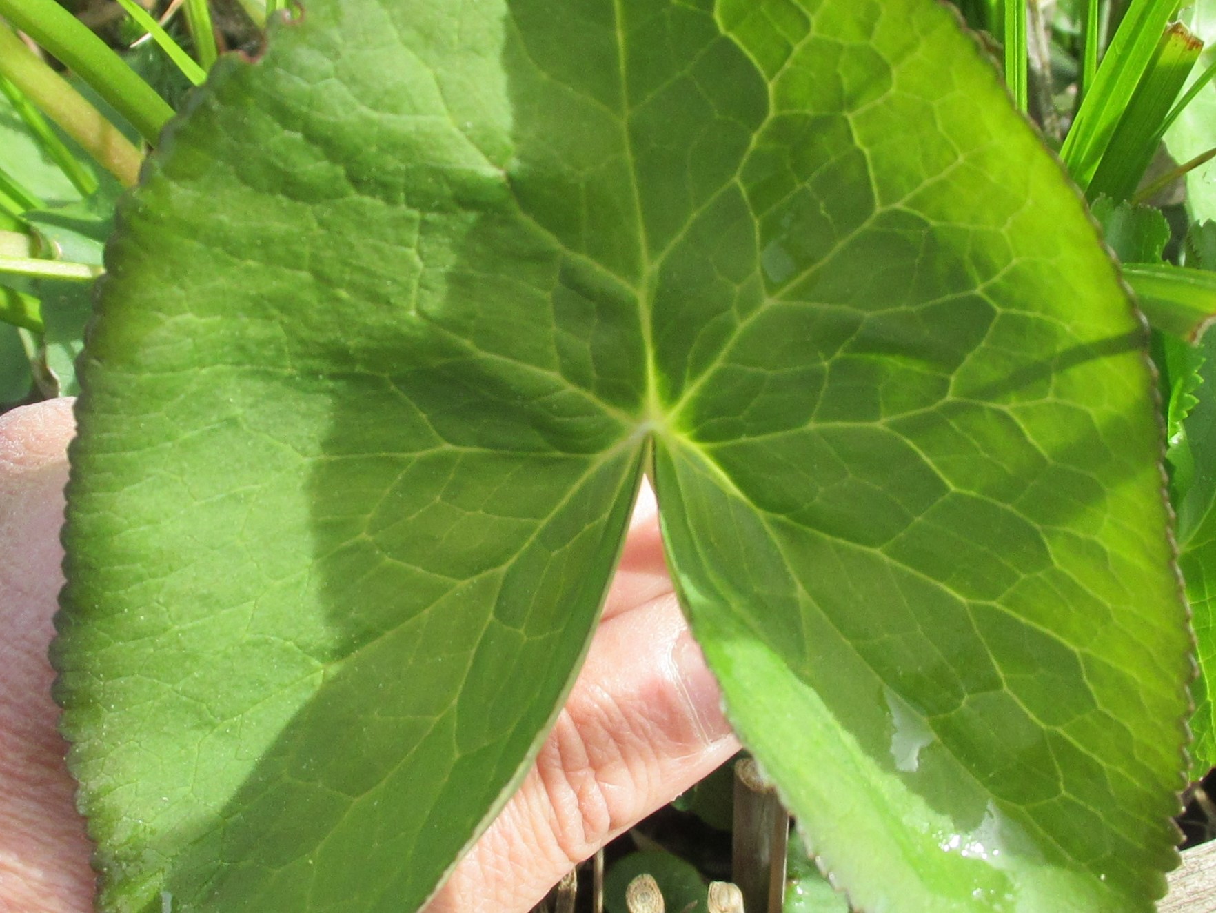 Annexe C. palustris feuille.jpg