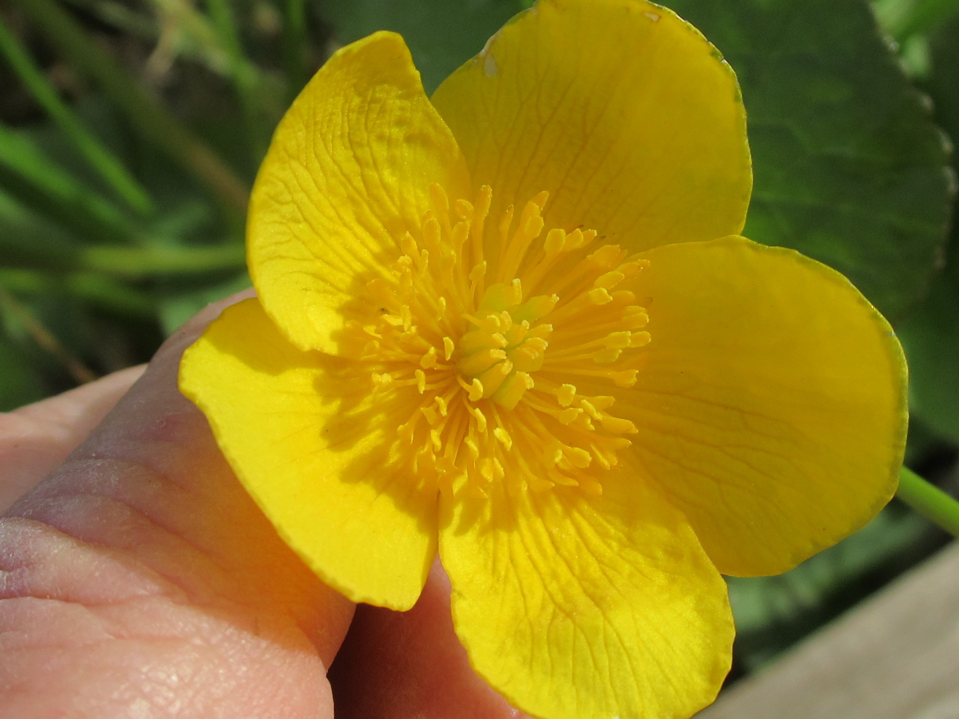 Annexe C. palustris fleurs.jpg