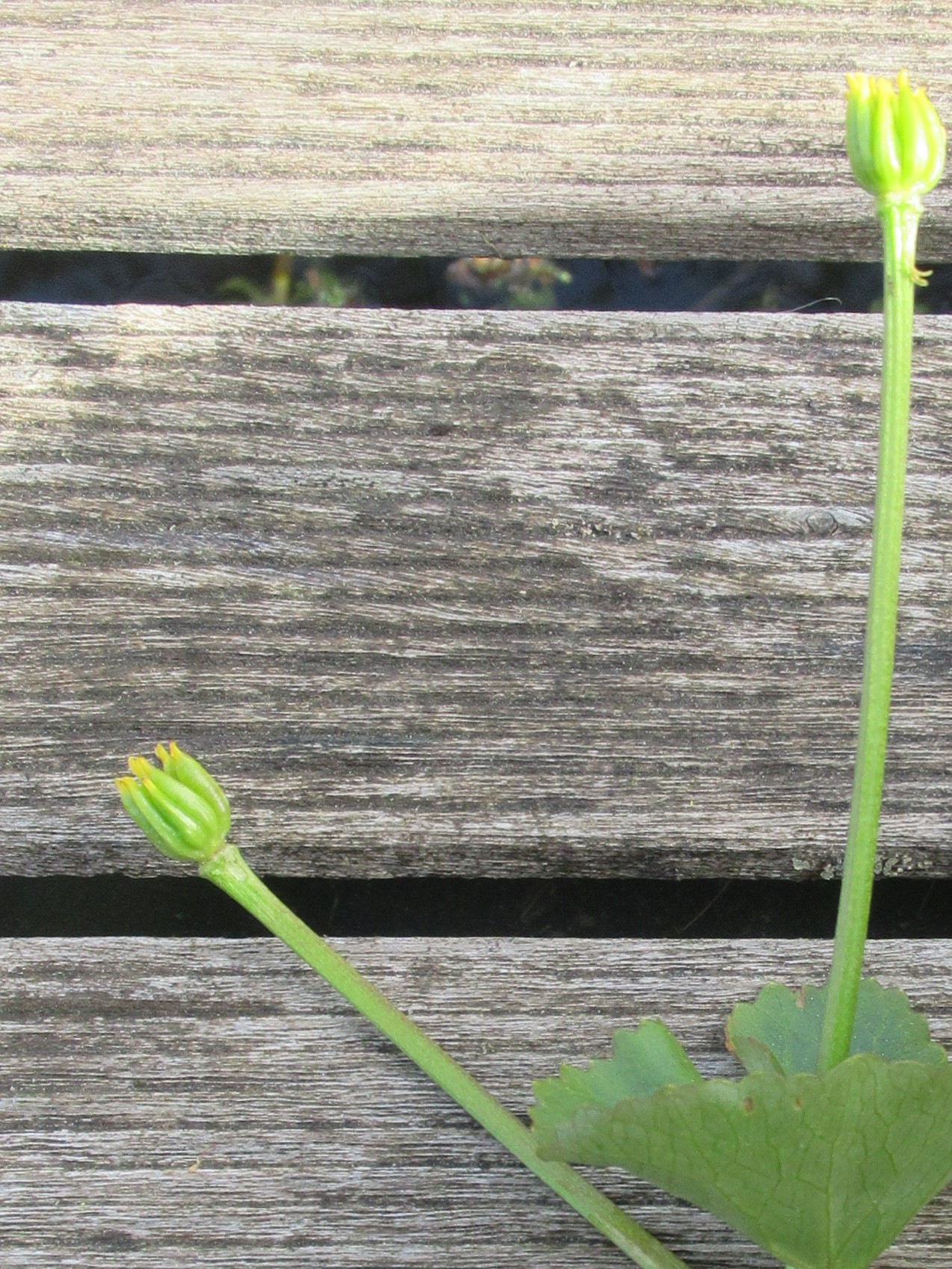 Annexe C. palustris fruits.jpg