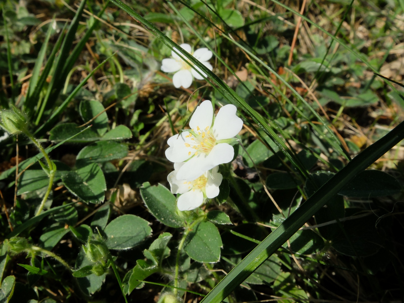 Annexe Potentilla splendens 1.JPG