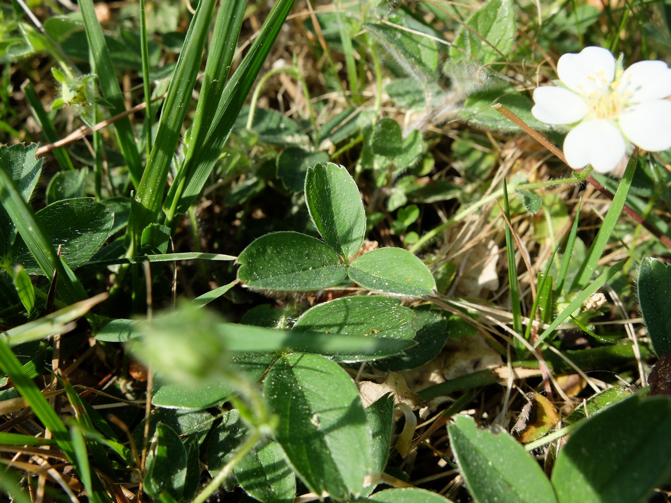 Annexe Potentilla splendens 2.JPG