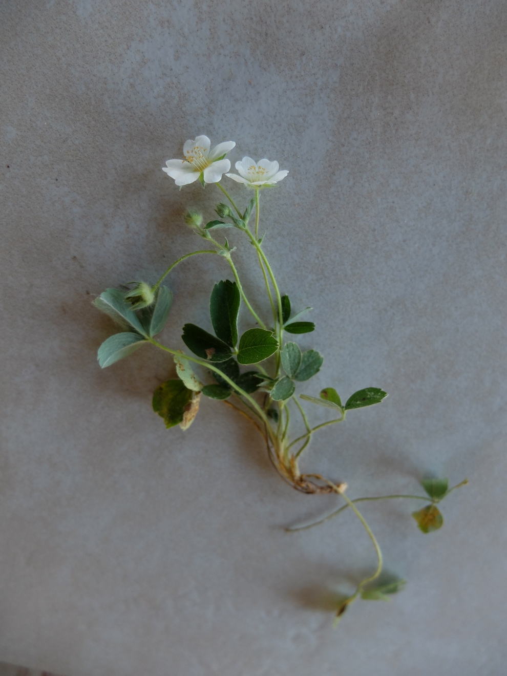 Annexe Potentilla splendens 3.JPG