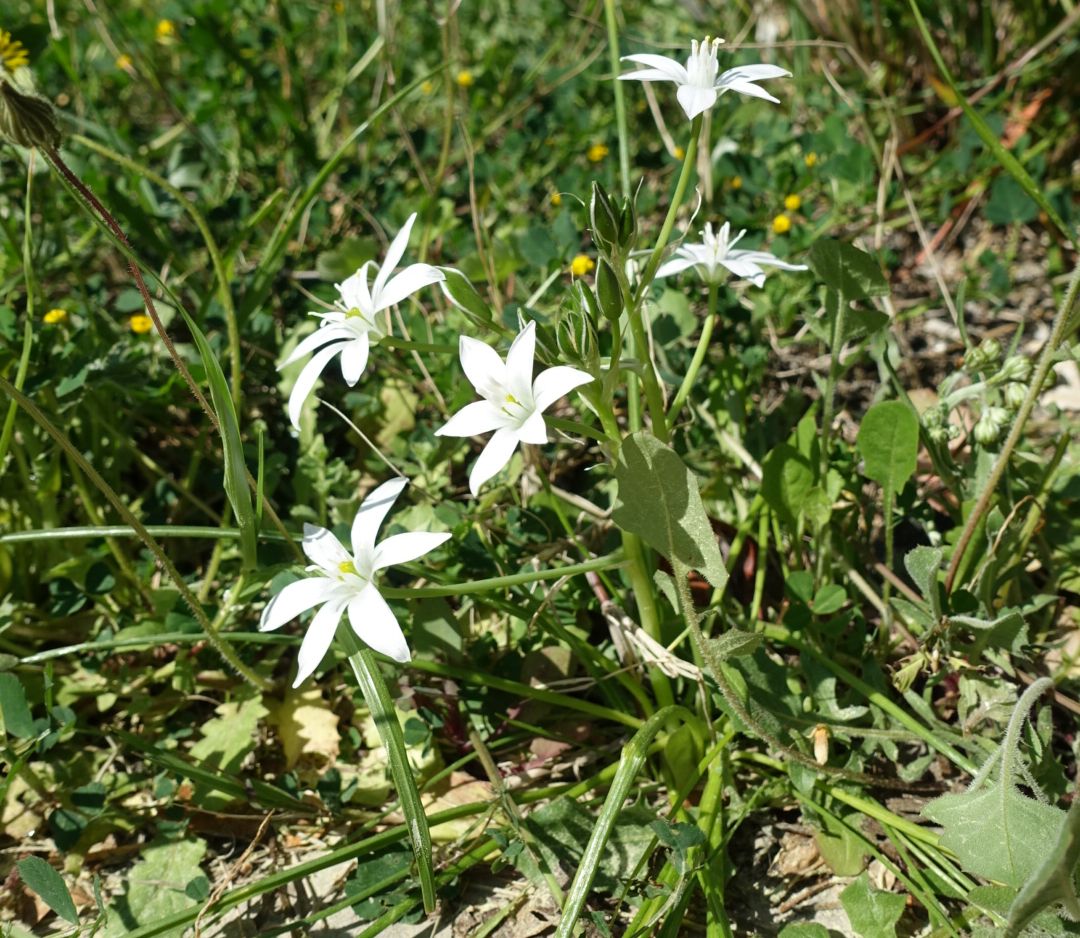 Annexe Dame-d-onze-heures.jpg