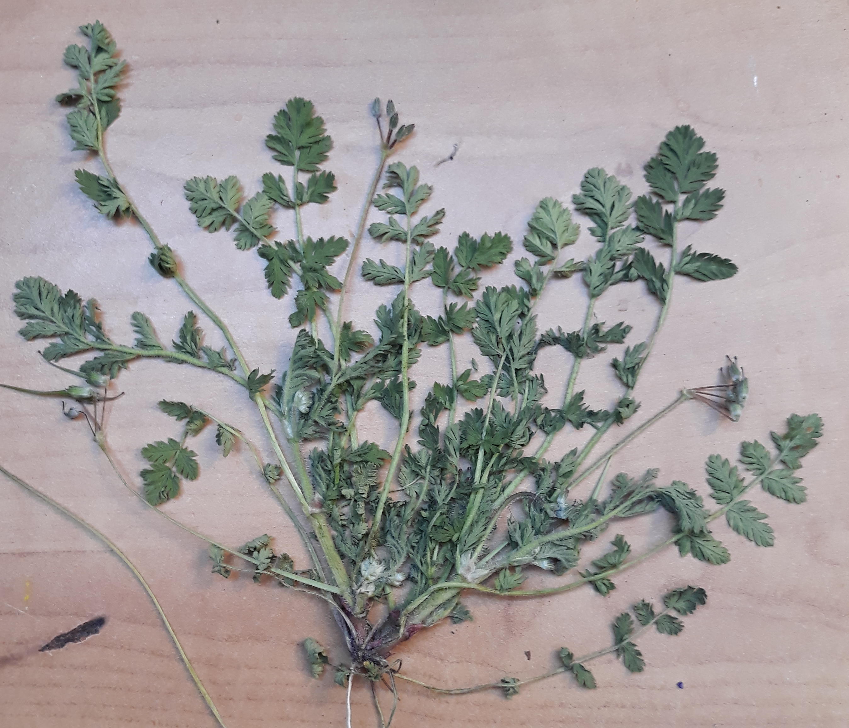 Annexe 20200415_170844 (2).jpg