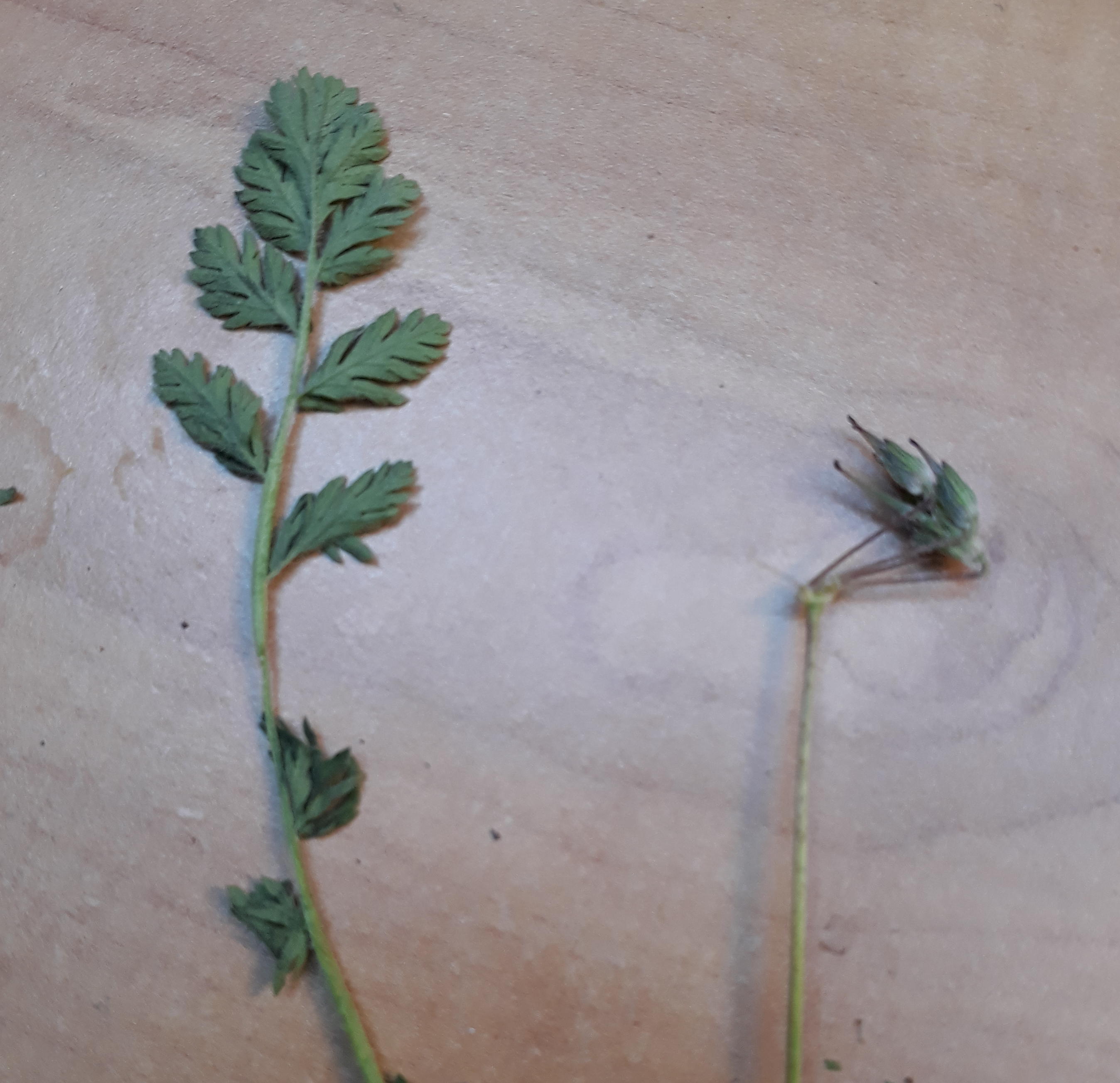 Annexe 20200415_171049 (2).jpg