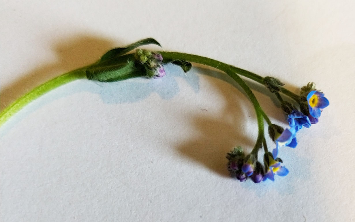 Annexe Myosotis 1.jpg