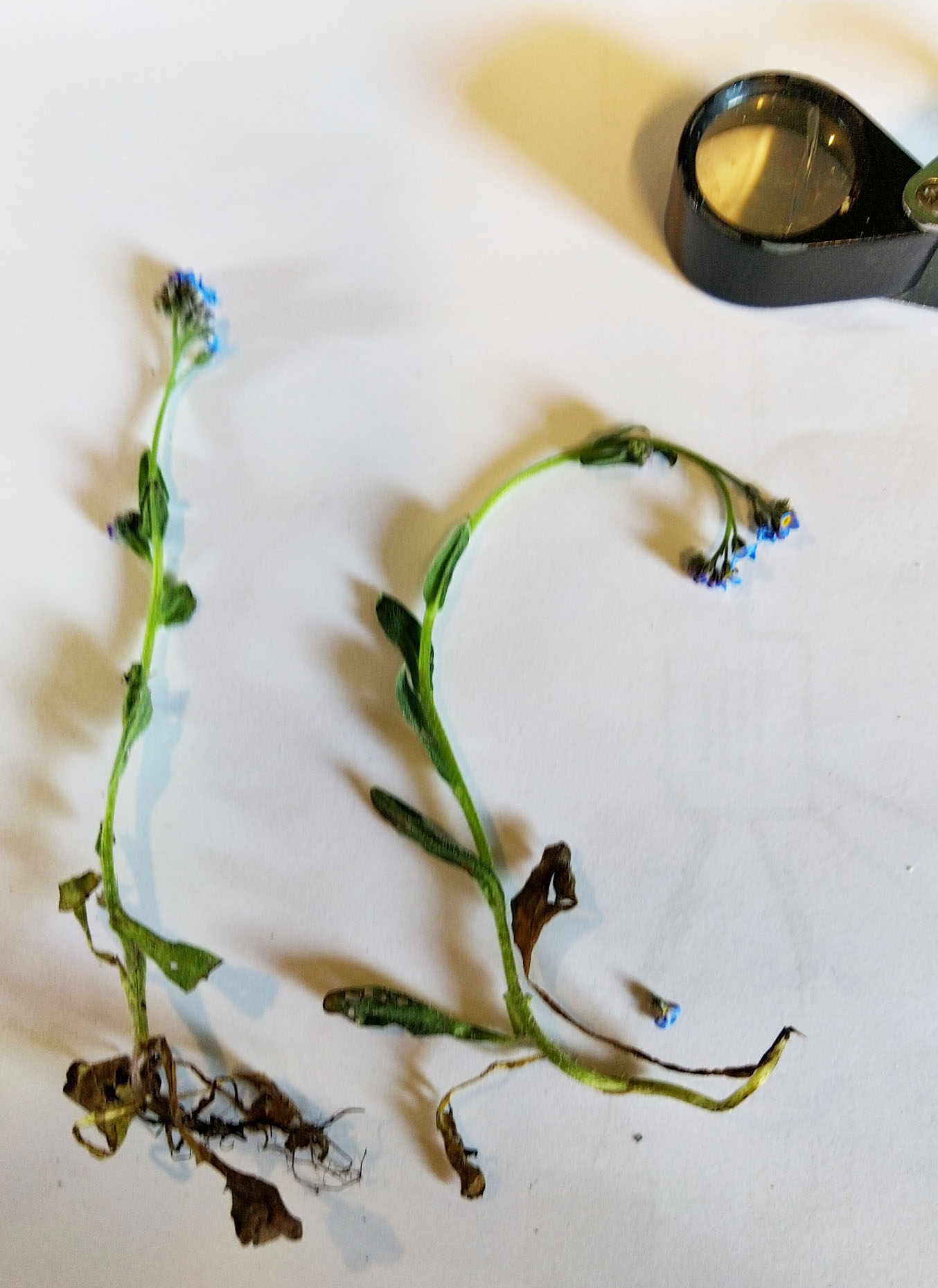 Annexe Myosotis 2.jpg