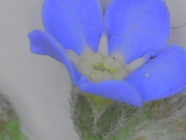 Annexe Myosotis 3.jpg