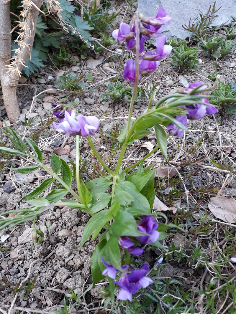 Annexe 20200415_175854.jpg