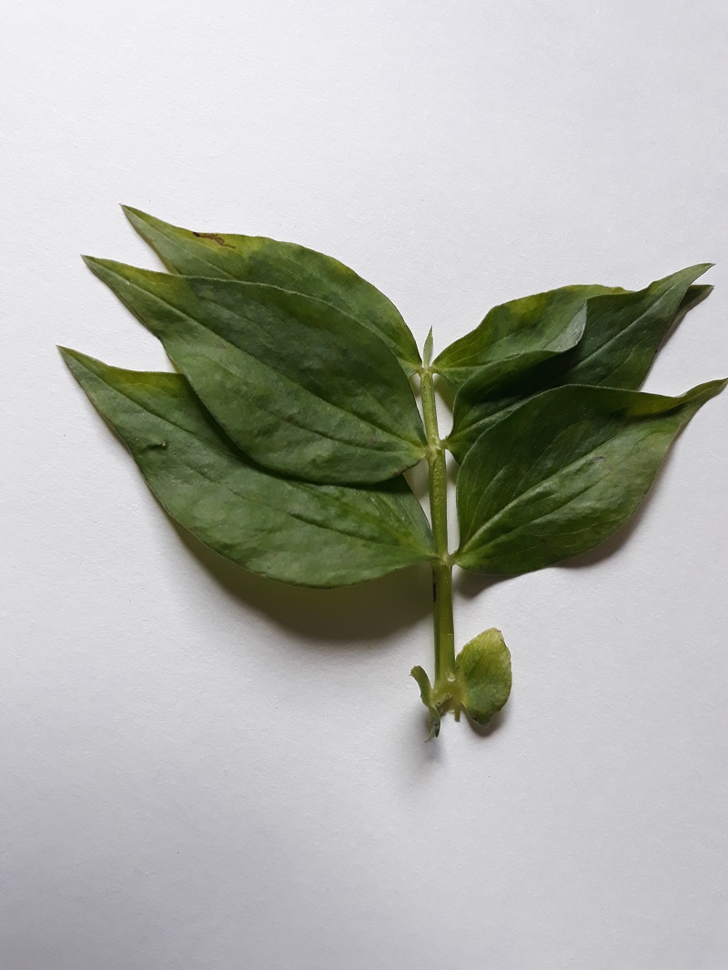 Annexe 20200416_112054.jpg