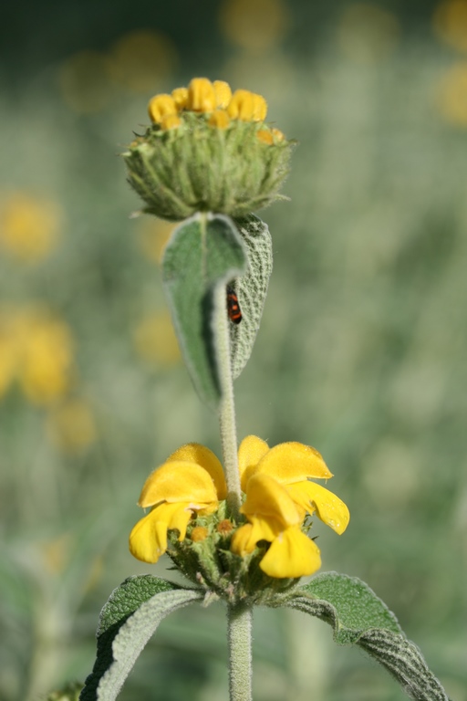 Annexe Phlomis fruticosa 2.JPG