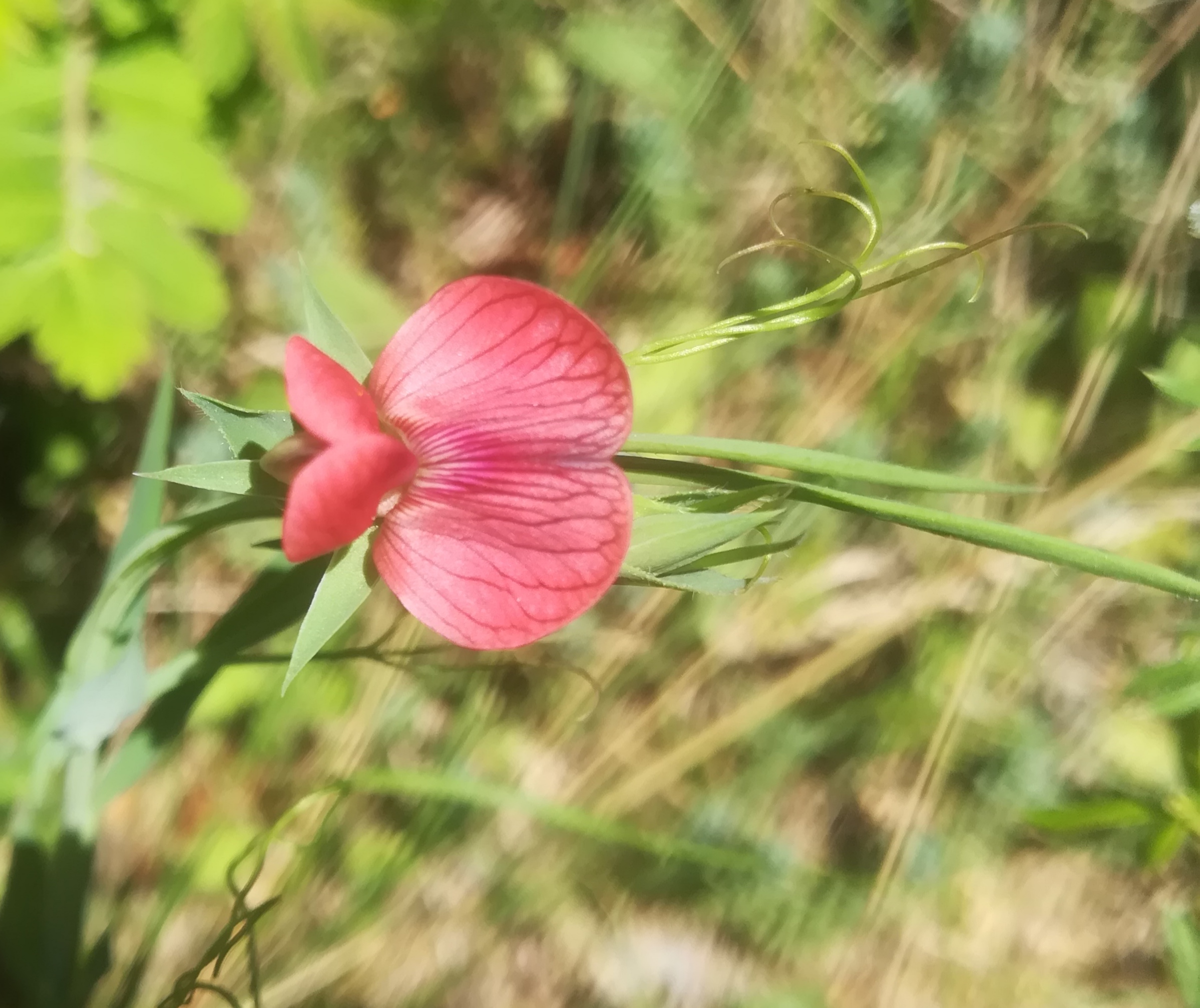 Annexe IMG_20200417_120026.jpg