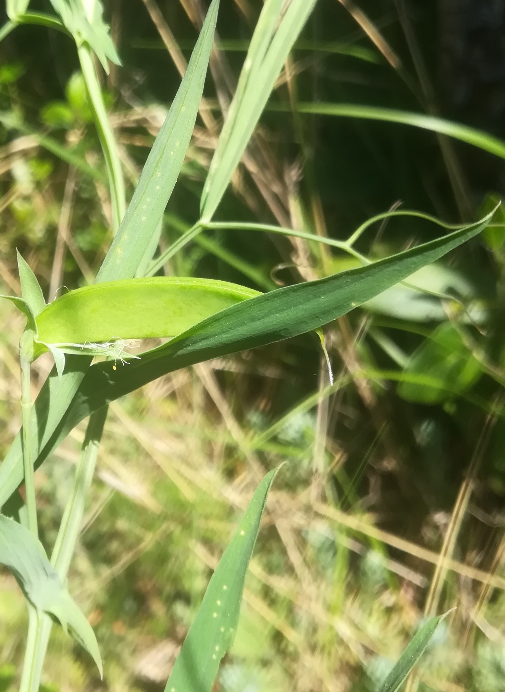 Annexe IMG_20200417_120157.jpg