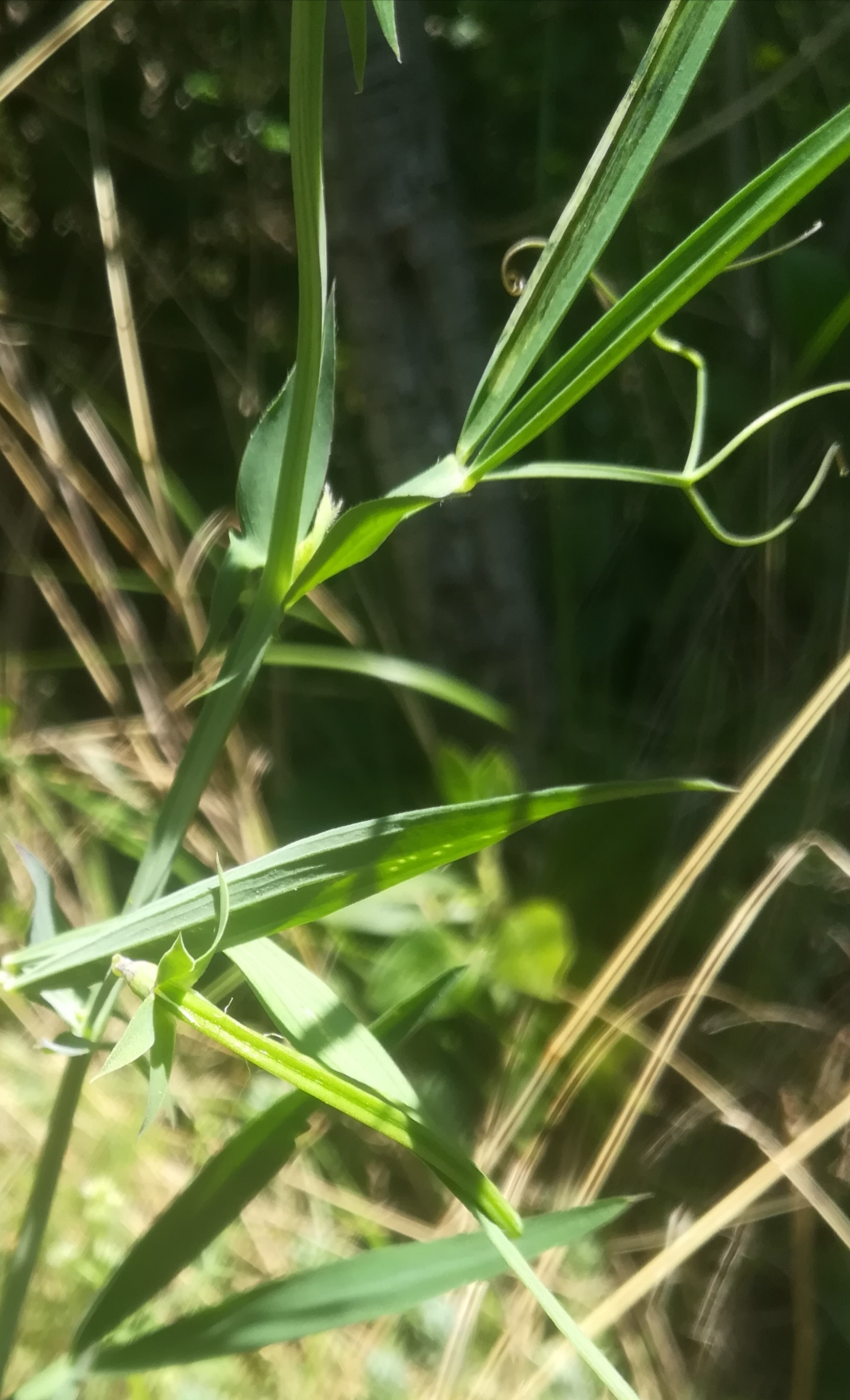 Annexe IMG_20200417_120252.jpg