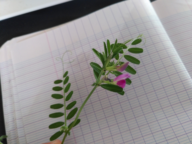 Annexe attachment1587140461917.jpg