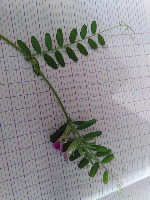 Annexe attachment1587140539910.jpg