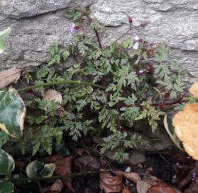 Annexe BecGrue Erodium foetidu3.jpg