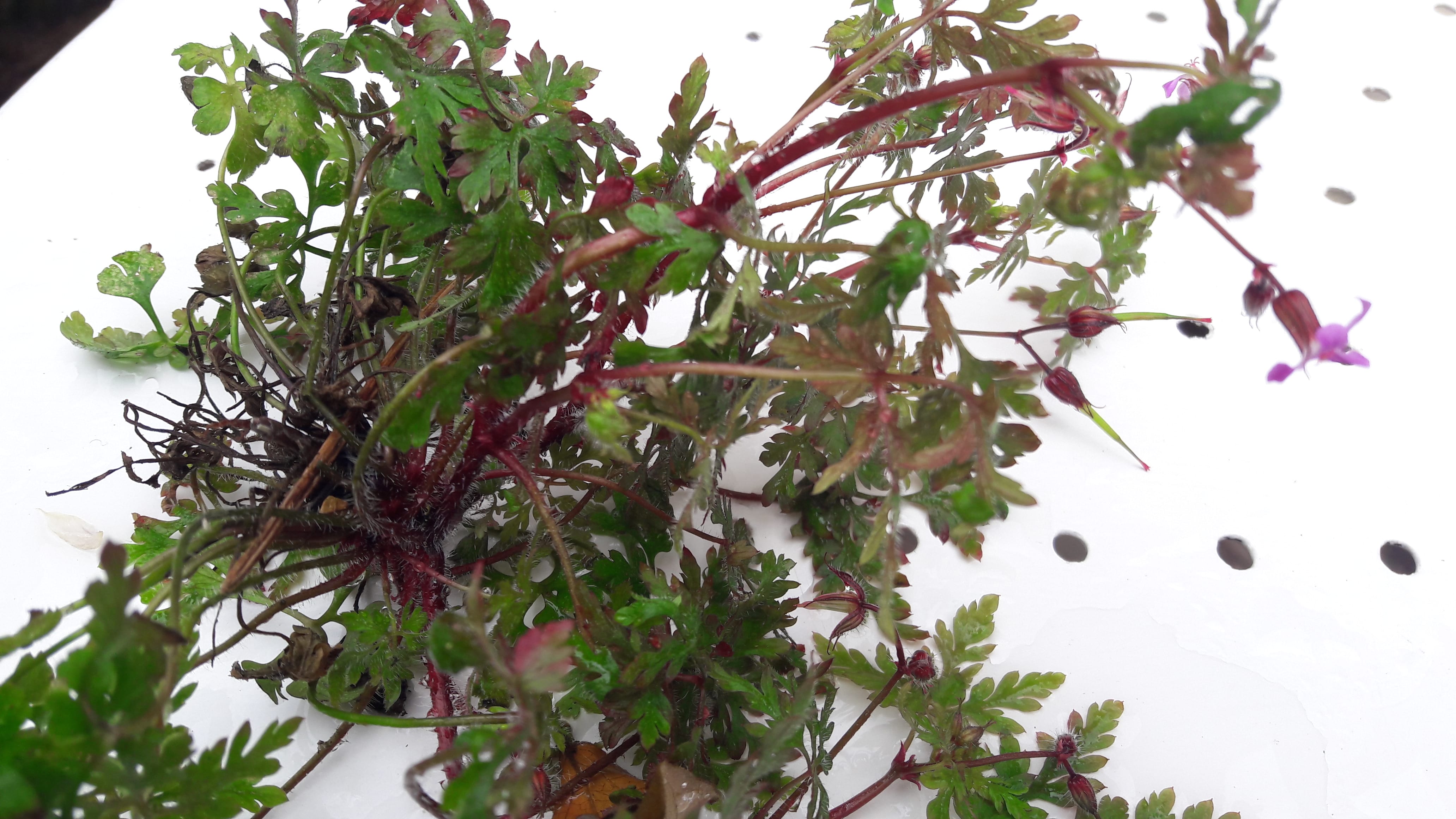 Annexe BecGrue Erodium foetidum2.jpg