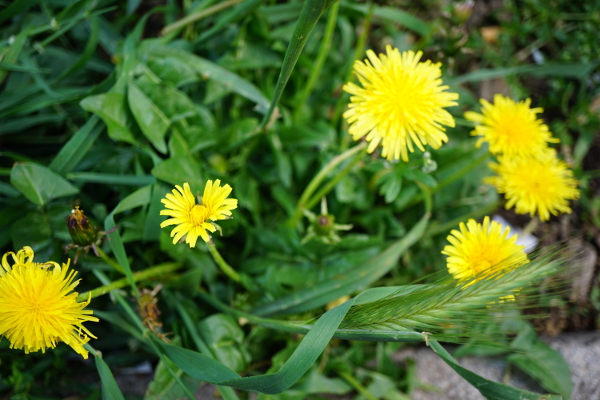 Annexe pissenlit.jpg