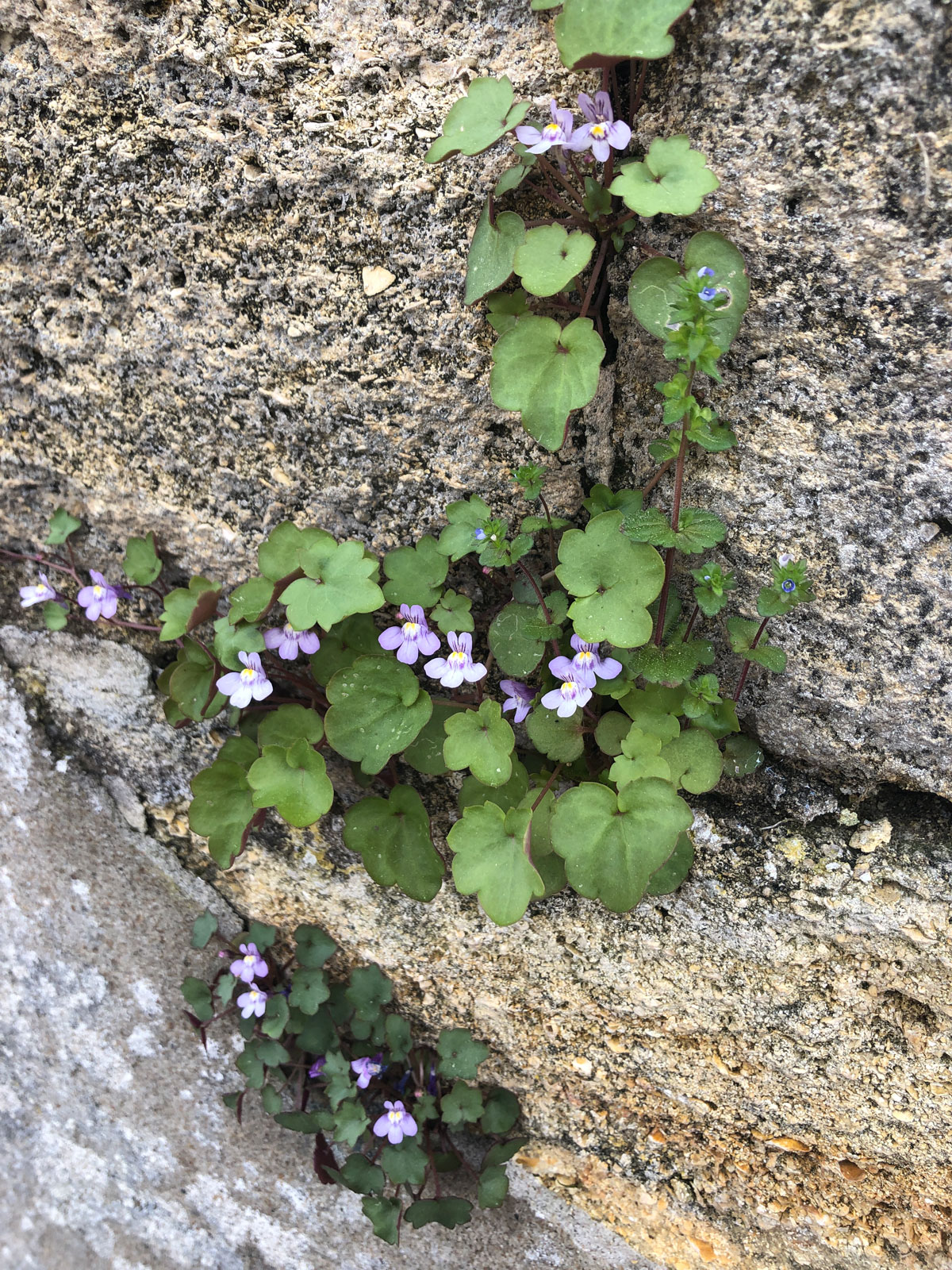 Annexe Photo-16-04-2020-15-55-16.jpg