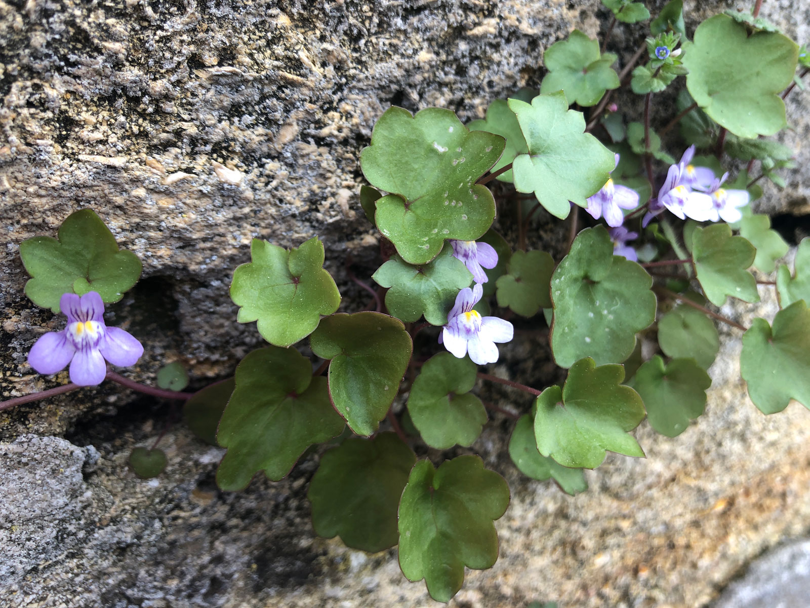 Annexe Photo-16-04-2020-15-55-29.jpg