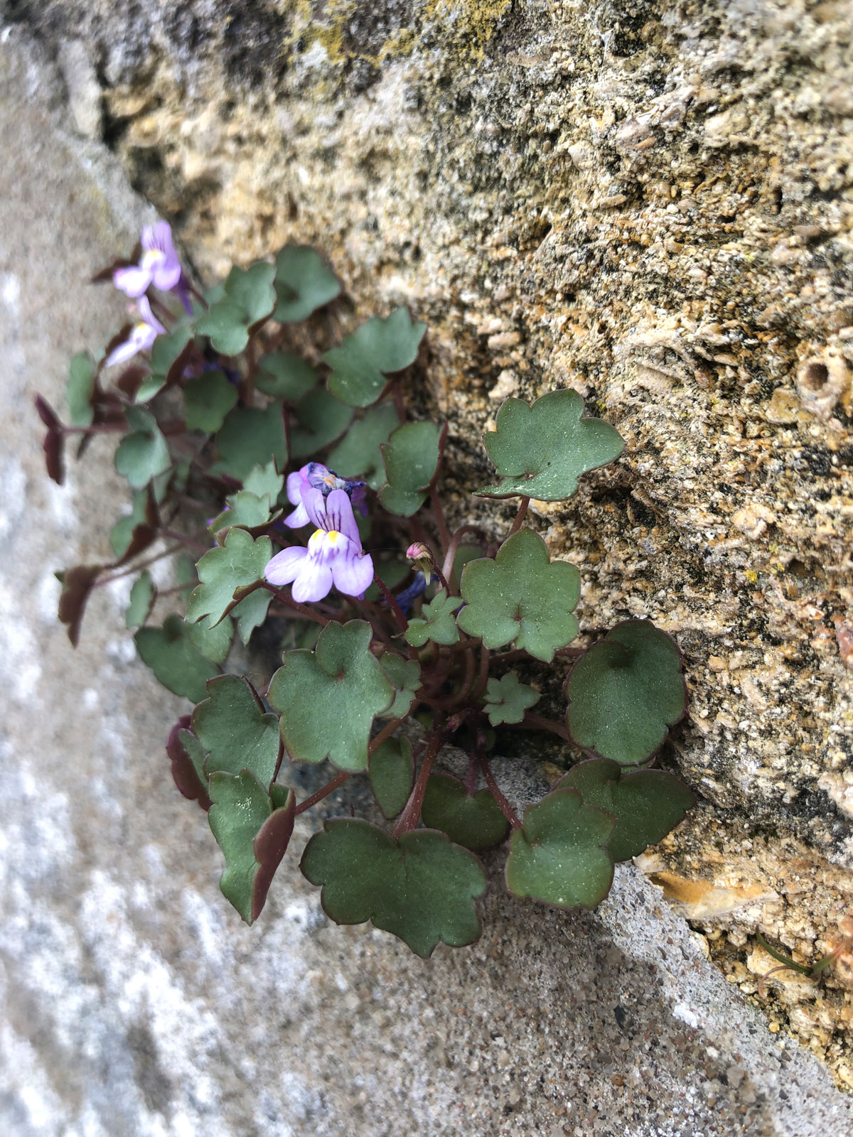 Annexe Photo-16-04-2020-15-55-48.jpg