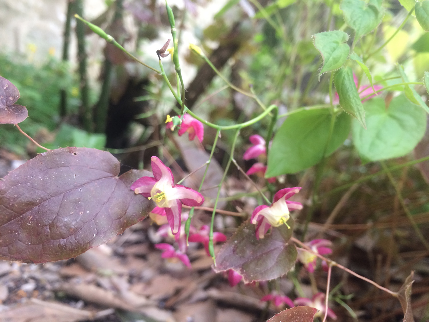 Annexe Fleur des Elfes.jpg