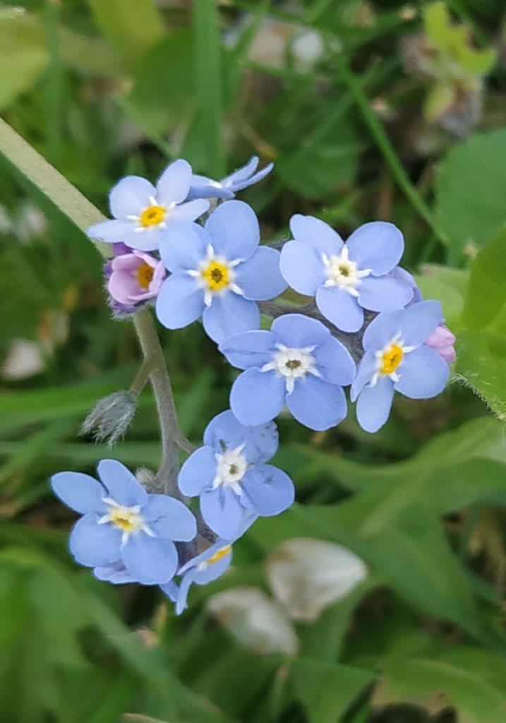 Annexe ALBIS_MYOSOTIS 2.jpg