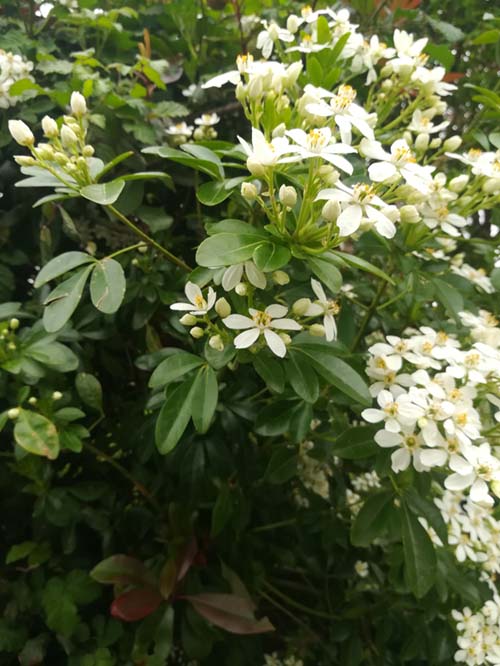 Annexe 1choisya ternata kunth.jpg