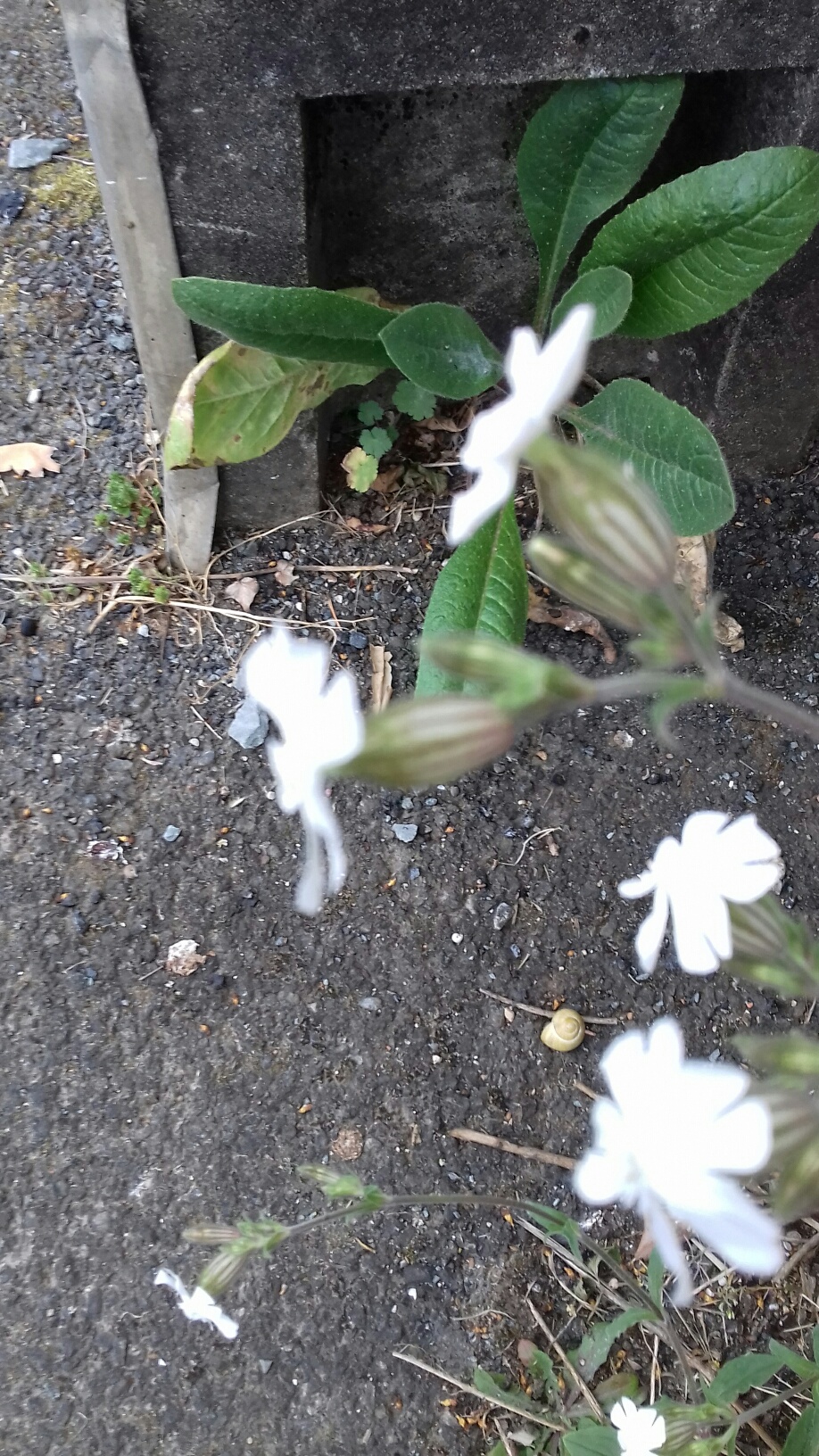 Annexe 20200419_090859_resized.jpg